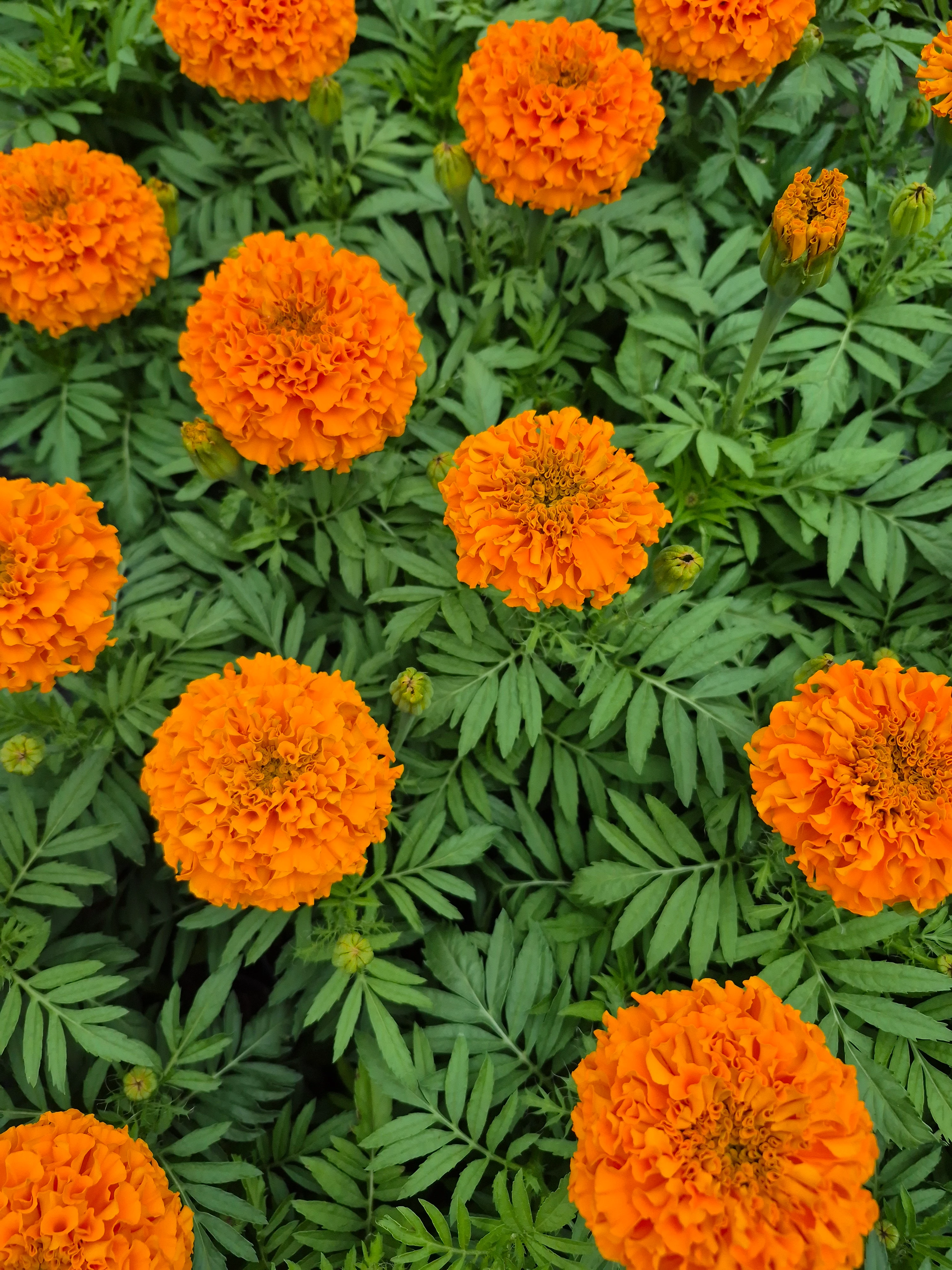 tagetes erecta atlanta orange.webp