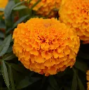 Tagetes erecta Atlanta Orange F1.webp