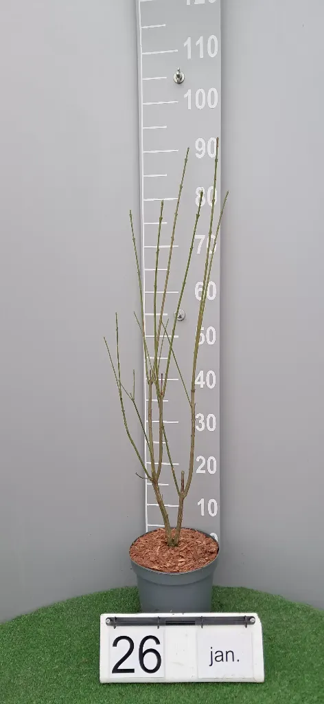 Euonymus europaeus (2).webp