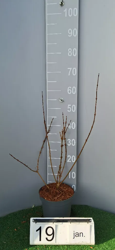 Forsythia intermedia 'Variegata' (2).webp