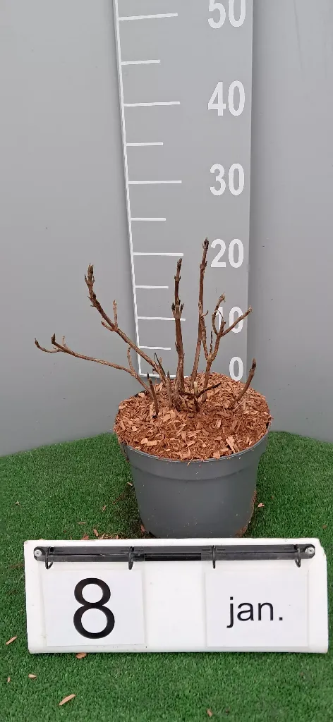 Hydrangea aspera 'Hot Chocolate' ® (2).webp