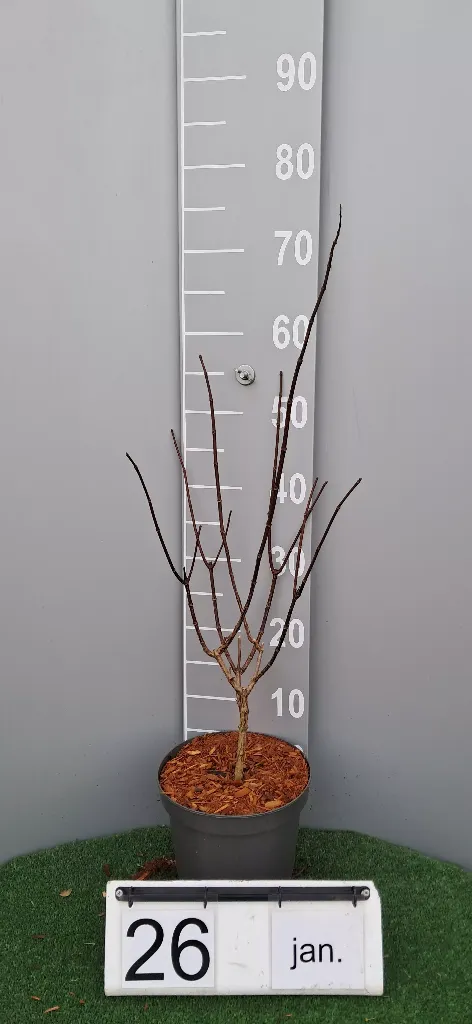 Hydrangea pan. 'Pinky Winky' ® (2).webp