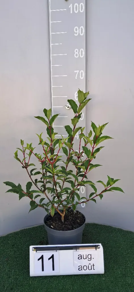 Hydrangea pan. VANILLE FRAISE ® 'Renhy' (2).webp