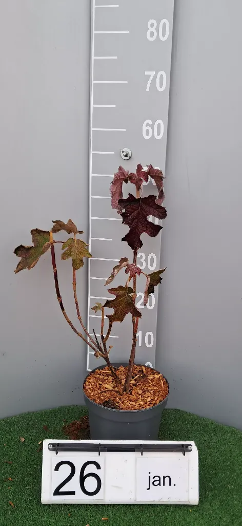 Hydrangea quer. 'Ruby Slippers' (2).webp