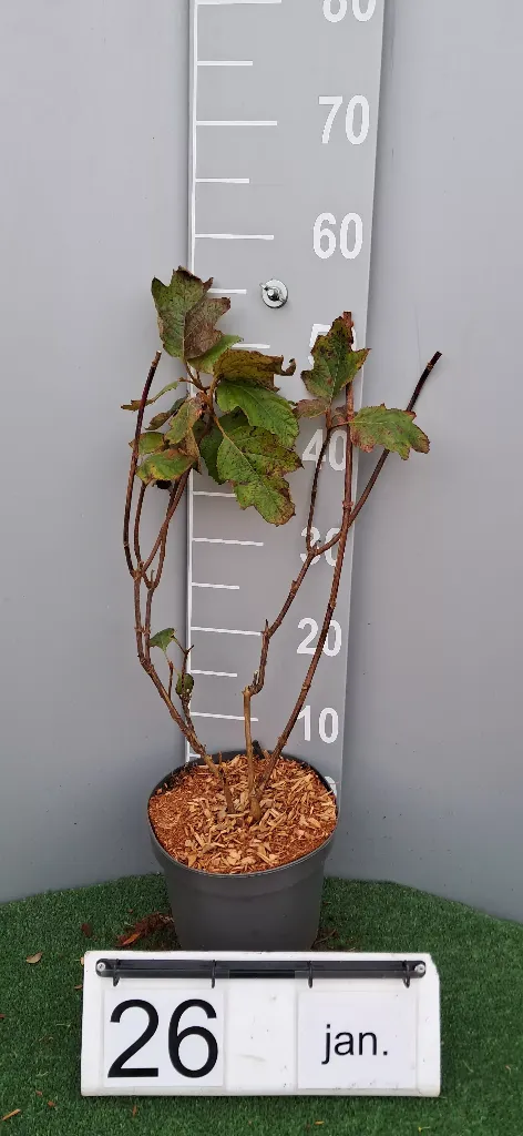 Hydrangea quer. 'Snow Flake' (2).webp