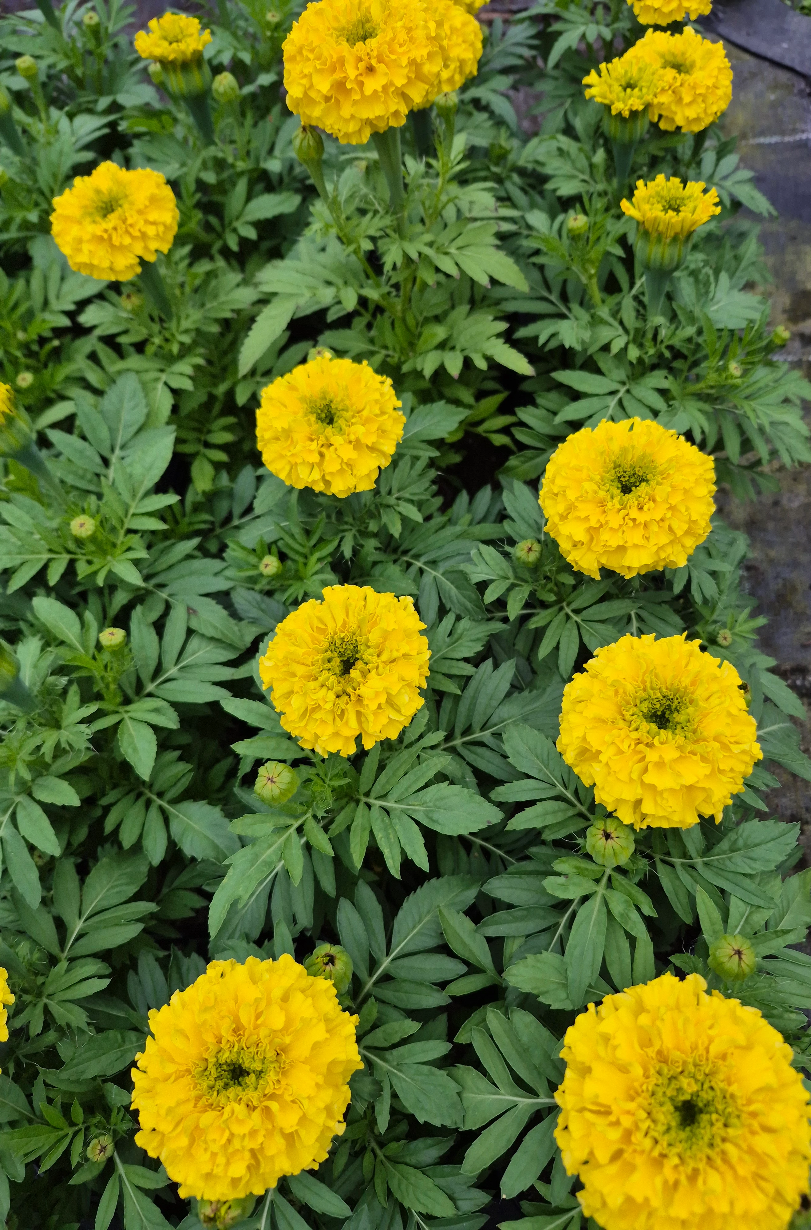 tagetes erecta atlanta yellow.webp