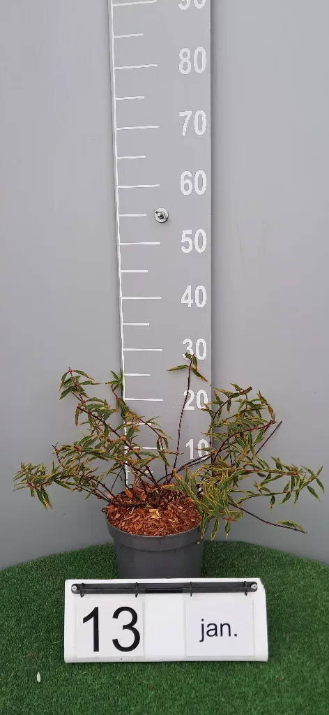 Hypericum 'Hidcote Limelight' (2).webp