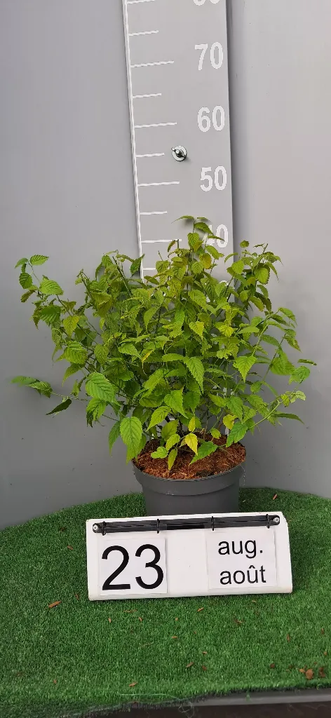 Kerria japonica 'Golden Guinea' (2).webp