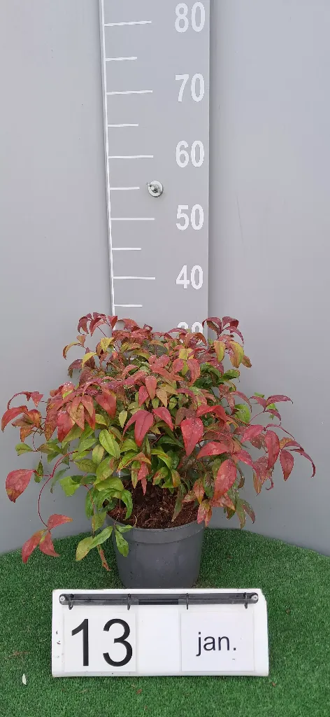 Nandina domestica 'Firepower' (2).webp