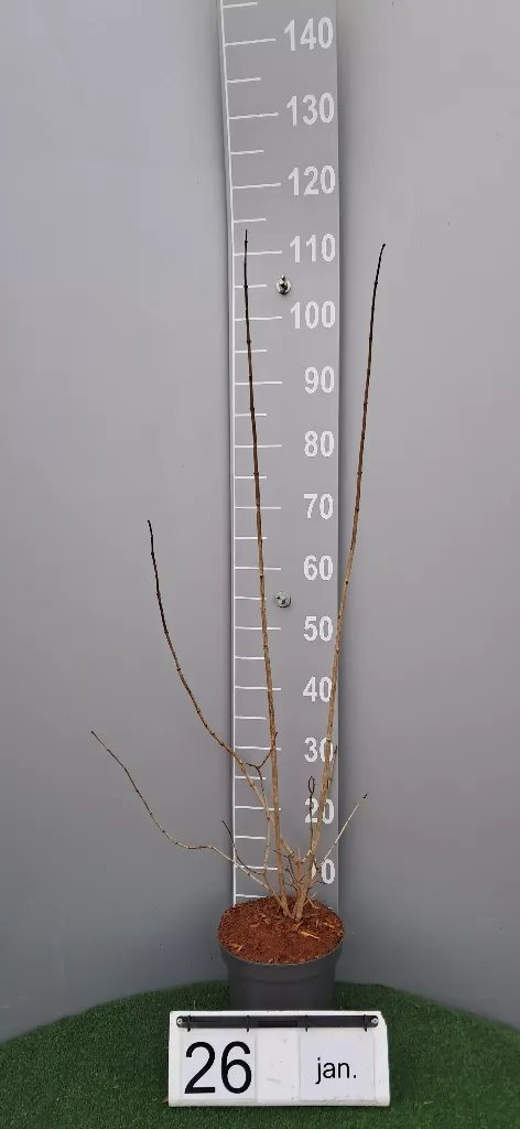 Philadelphus 'Bouquet Blanc' (2).webp