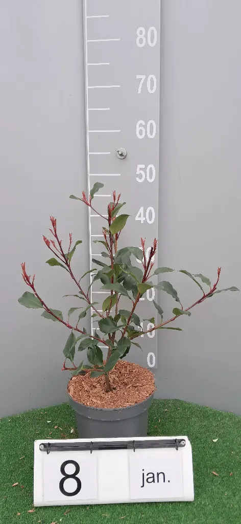 Photinia fraseri 'Little Robin' (2).webp