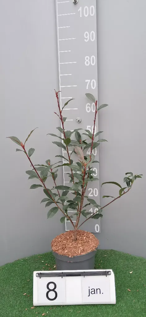 Photinia fraseri 'Carré Rouge' (2).webp