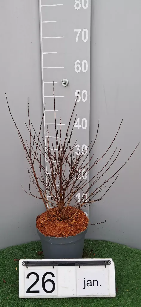 Physocarpus op. 'MAGICAL Raspberry Lemonade' ® (2).webp