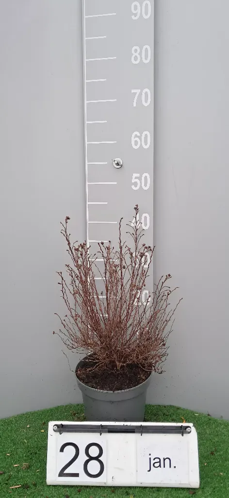 Potentilla fruticosa 'Bella Sol' (2).webp