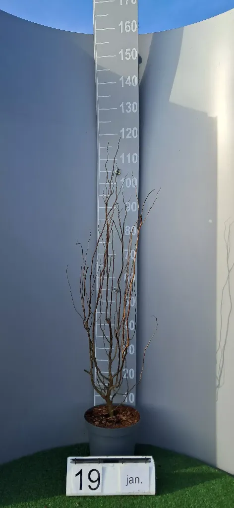 Salix babylonica 'Tortuosa' (2).webp