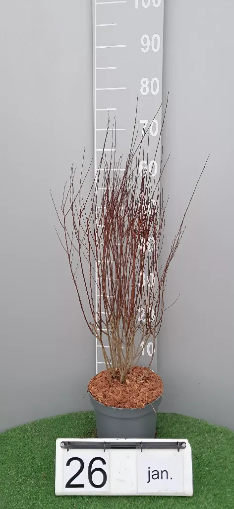 Salix purpurea 'Nana' (2).webp
