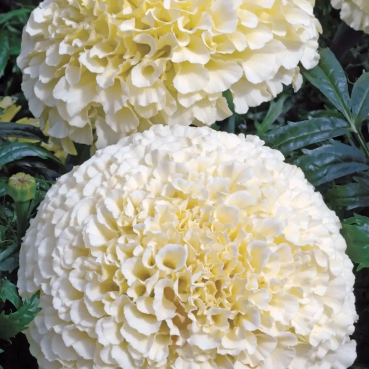 Tagetes erecta VANILLACREAM.webp