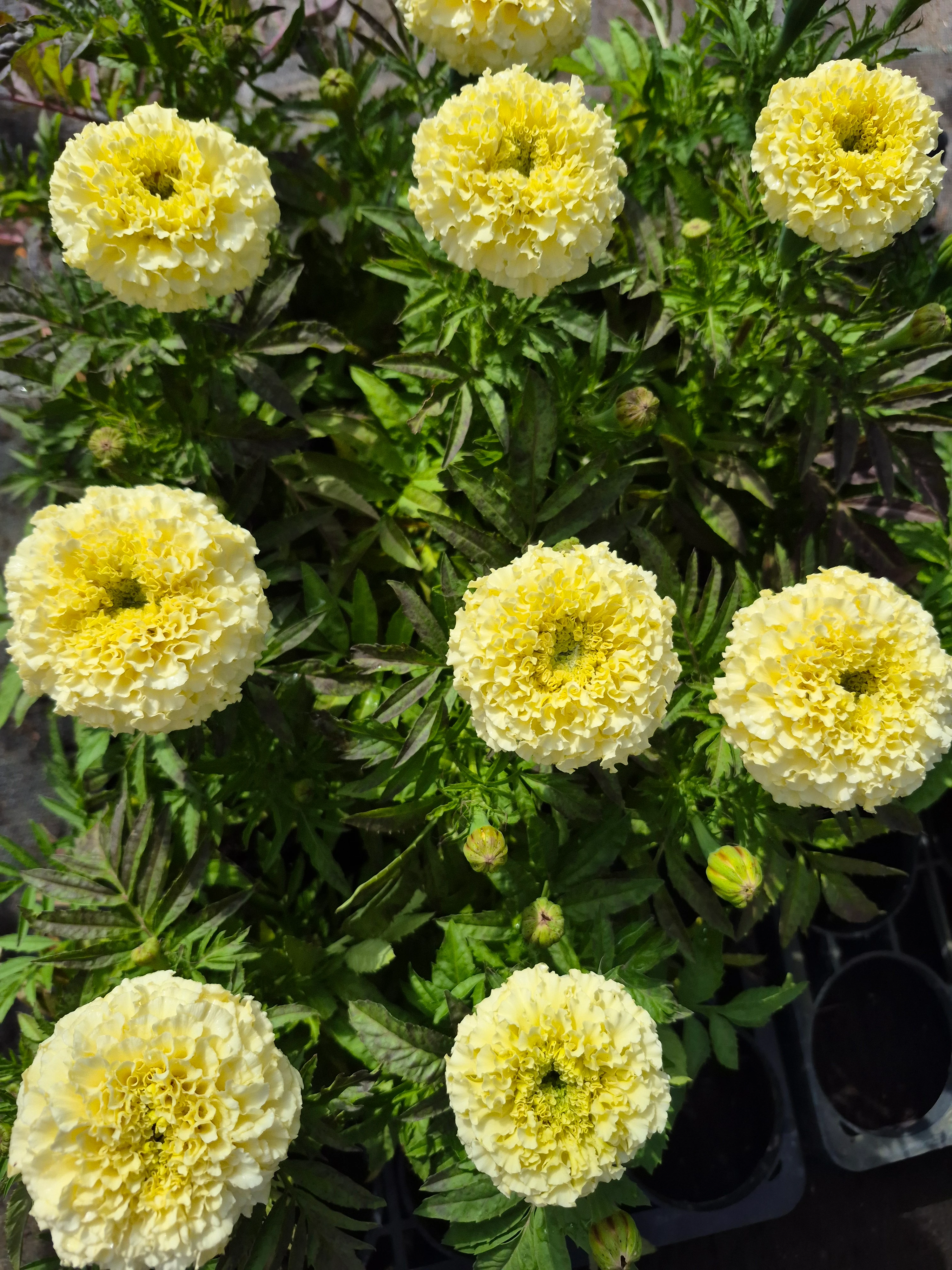 tagetes erecta vanilla cream.webp