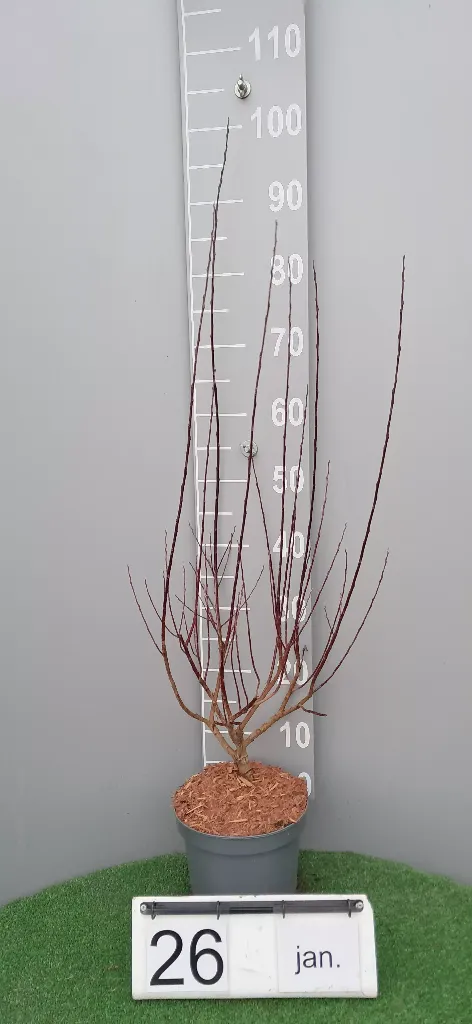 Salix rosmarinifolia (2).webp