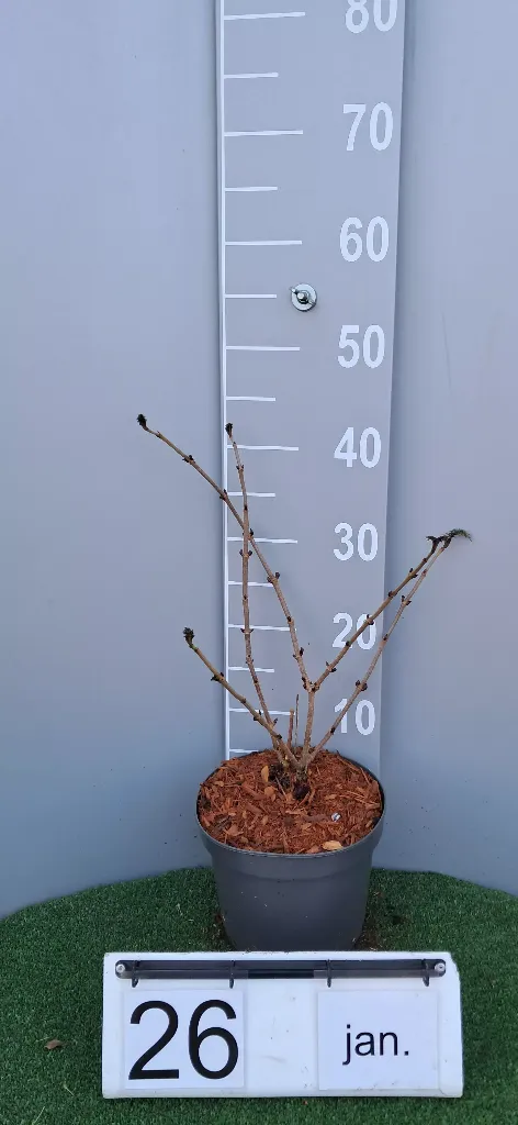 Sambucus nigra 'Golden Tower' ® (2).webp