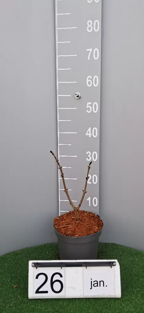 Sambucus nigra 'Black Tower' (2).webp