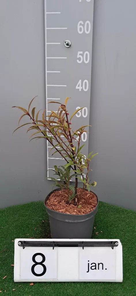 Sarcococca hookeriana var digyna (2).webp