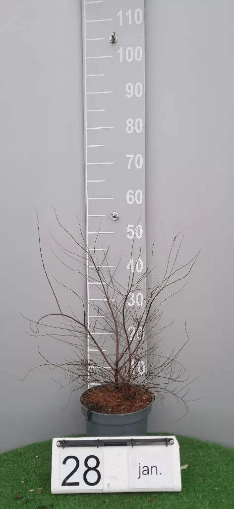 Spiraea arguta (2).webp