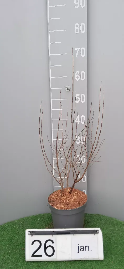 Symphoricarpos albus 'White Hedge' (2).webp