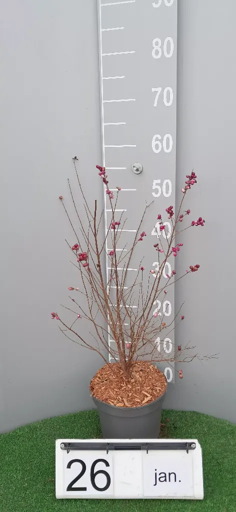 Symphoricarpos doorenbosii 'Magic Berry' (2).webp