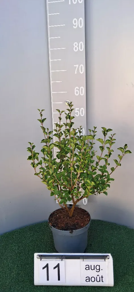 Syringa meyeri 'Palibin' (2).webp