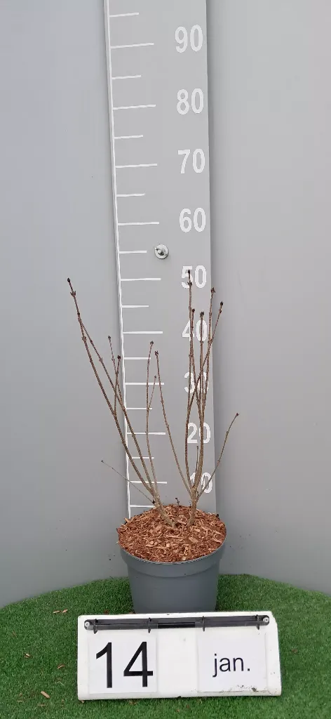 Syringa patula 'Miss Kim' (2).webp