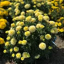 Tagetes erecta Vanilla Cream F1.webp
