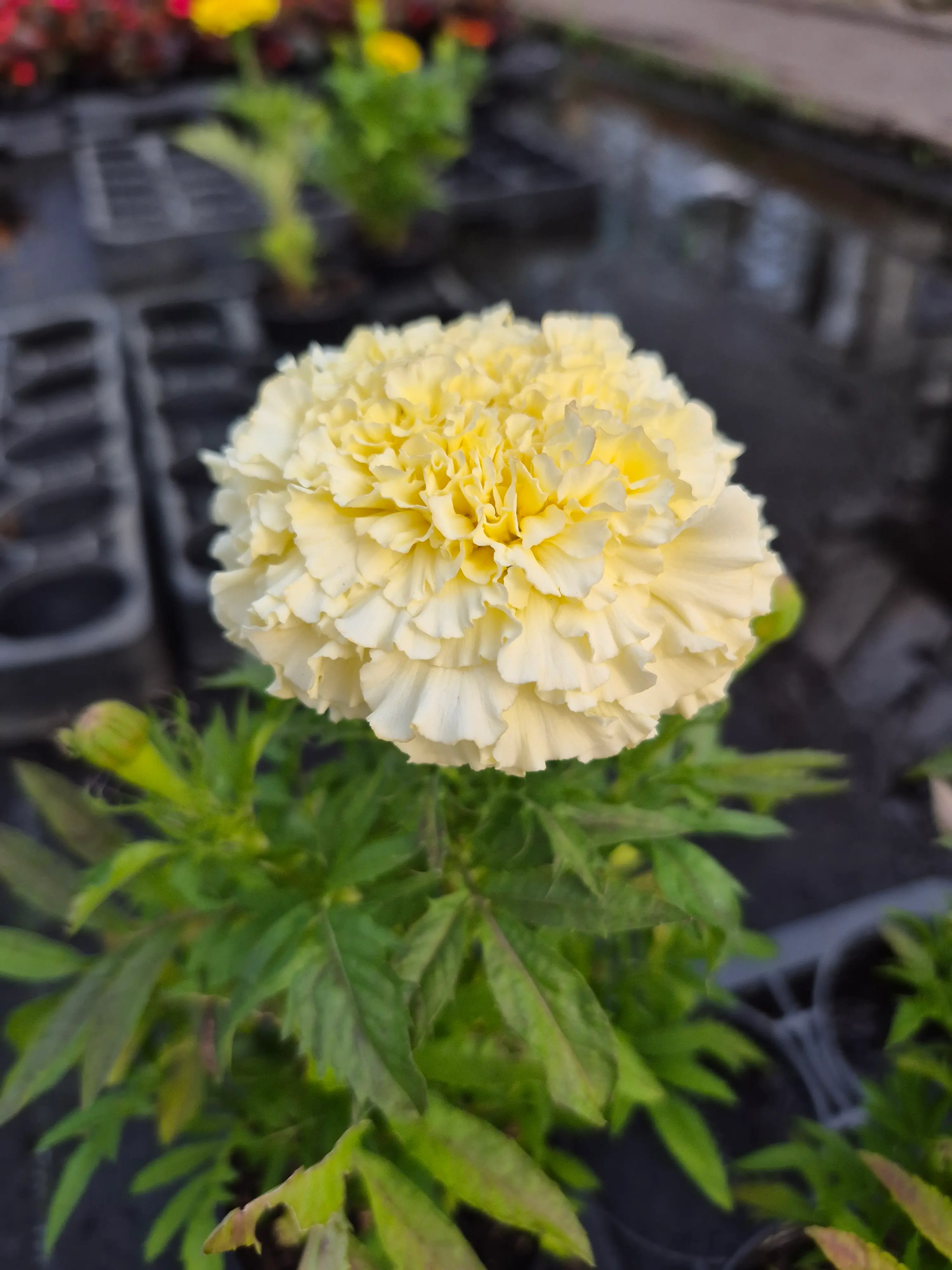 tagete erecta white.webp