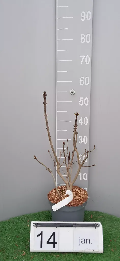 Syringa vulgaris 'Katherine Havemeyer' (2).webp