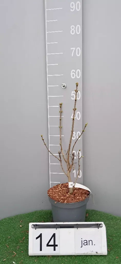 Syringa vulgaris 'Mme Lemoine' (2).webp