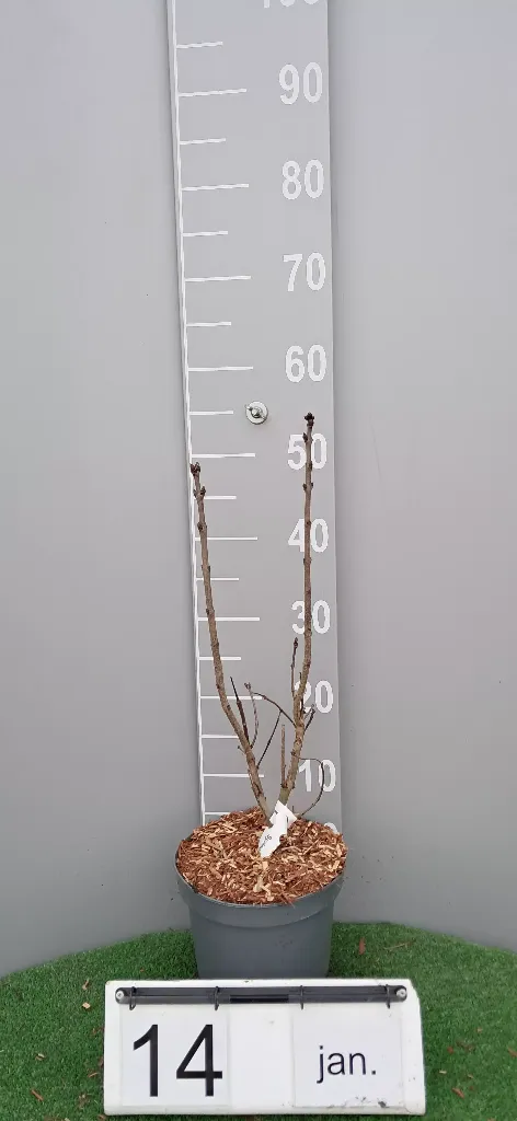 Syringa vulgaris 'Sensation' (2).webp