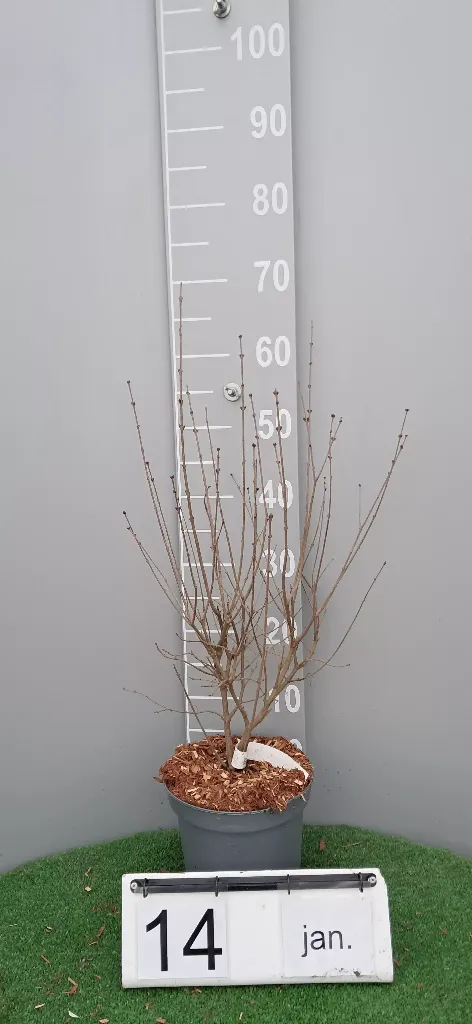 Syringa (X) BLOOMERANG® 'Dark Purple' (2).webp