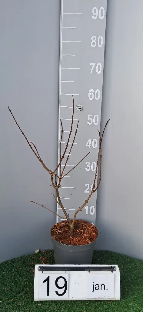 Viburnum plicatum 'Opening Day' ® (2).webp