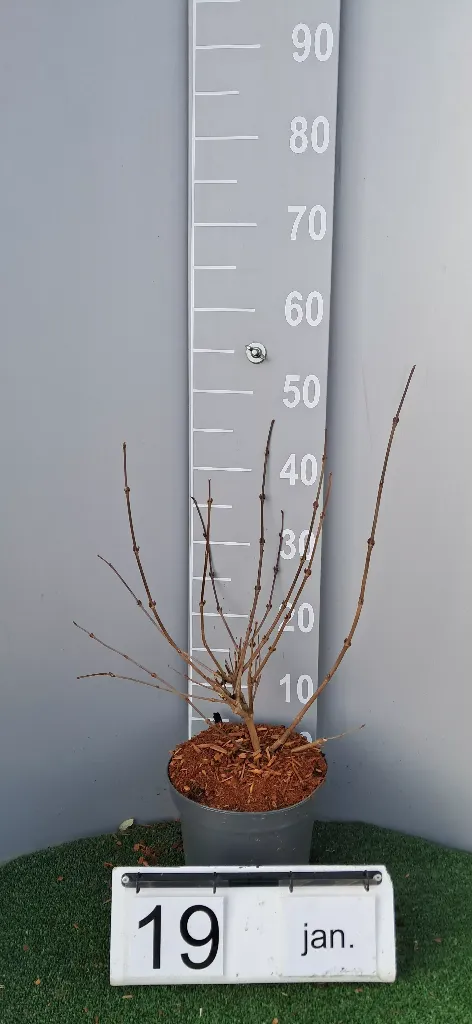 Viburnum plicatum 'Pink Beauty' gestekt (2).webp