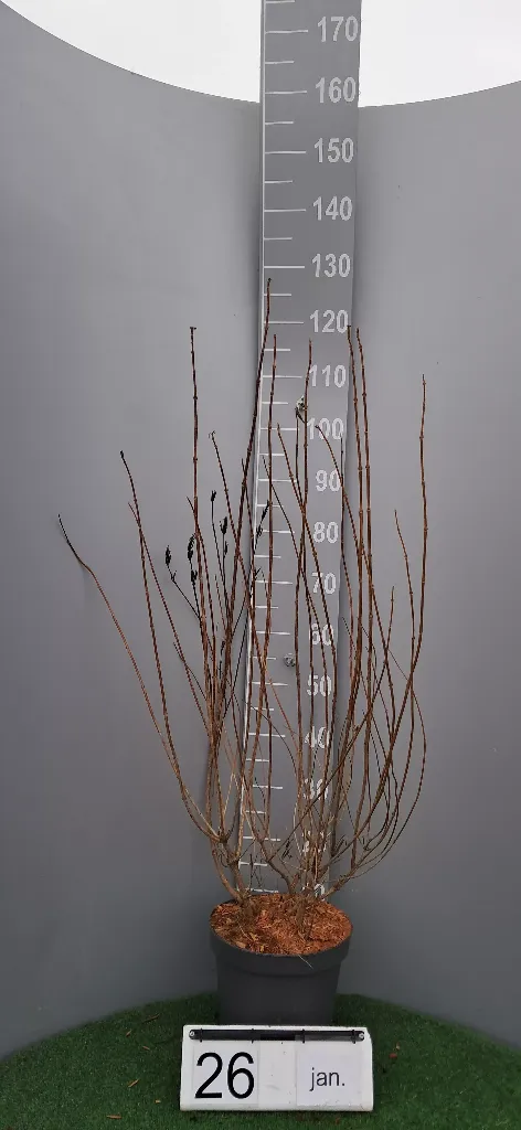 Weigela 'Bristol Ruby' (2).webp