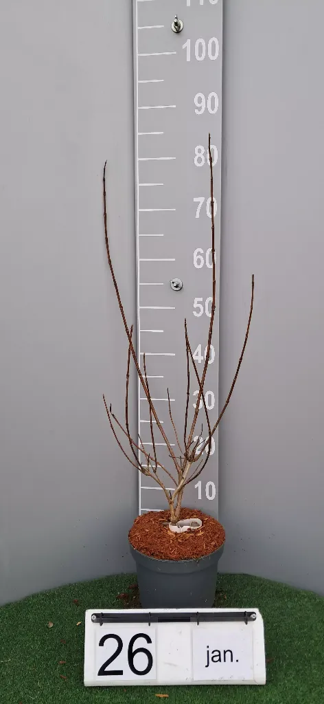 Weigela 'Candida' (2).webp