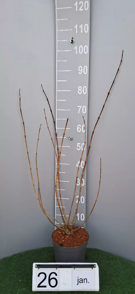 Weigela flor. 'Marjorie' (2).webp