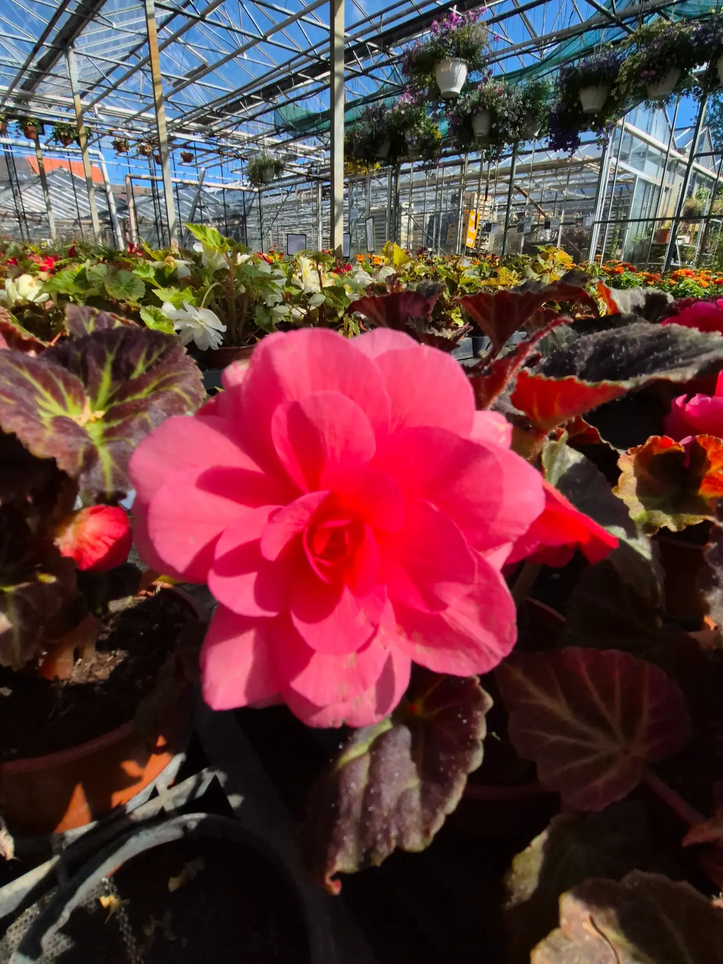 begonia tuberosa Mocca pink.webp