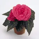 Begonia tuberosa Mocca Pink.webp