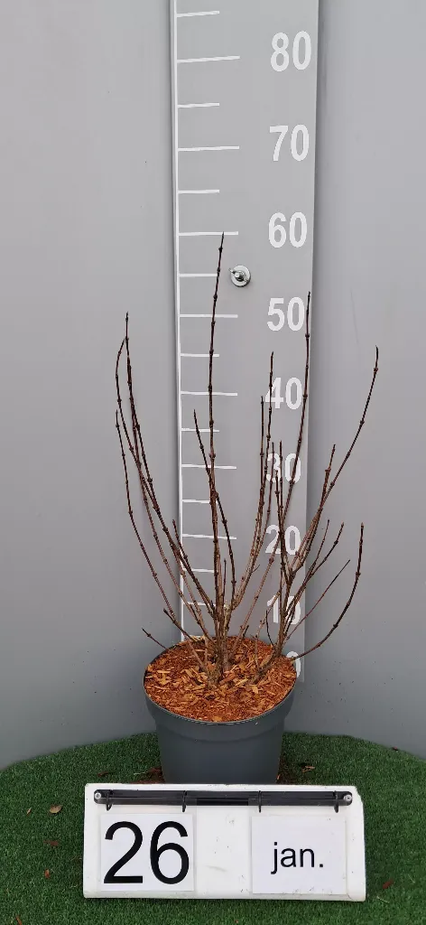 Weigela florida 'Variegata' (2).webp