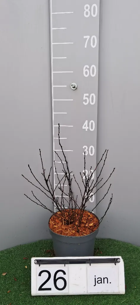 Physocarpus op. 'All Black' ® (2).webp