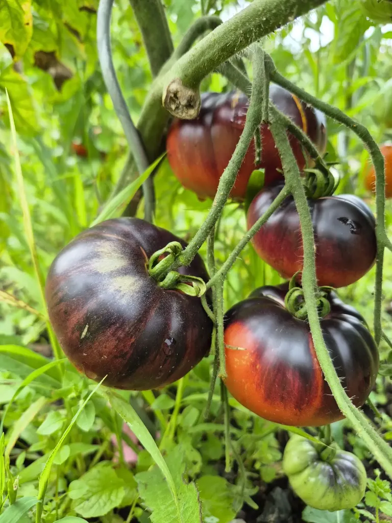 Tomate Blue Beauty.webp