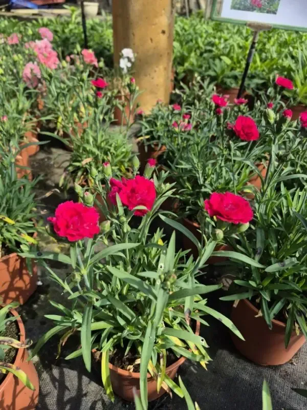 dianthus dinamic cherry1.webp