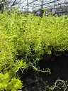 Sedum Lemon Ball3.webp
