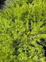Sedum Lemon Ball2.webp